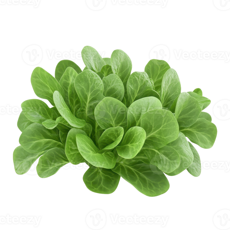 Fresh and vibrant green lettuce ready for salads or garnish, showcasing a healthy and organic lifestyle. png