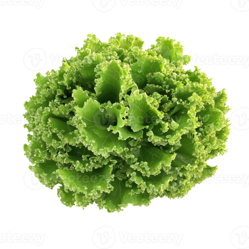 Fresh green lettuce with curled leaves, perfect for salads and healthy meals, showcasing vibrant color and texture. png