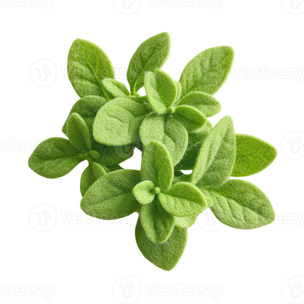 Fresh green oregano leaves arranged beautifully, perfect for culinary and herbal use, adding flavor and aroma to dishes. png