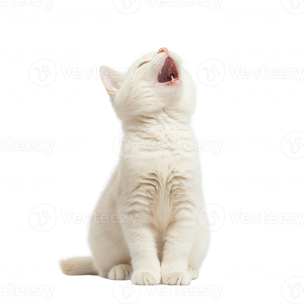 A playful white cat meowing with a curious expression, showcasing its personality. png