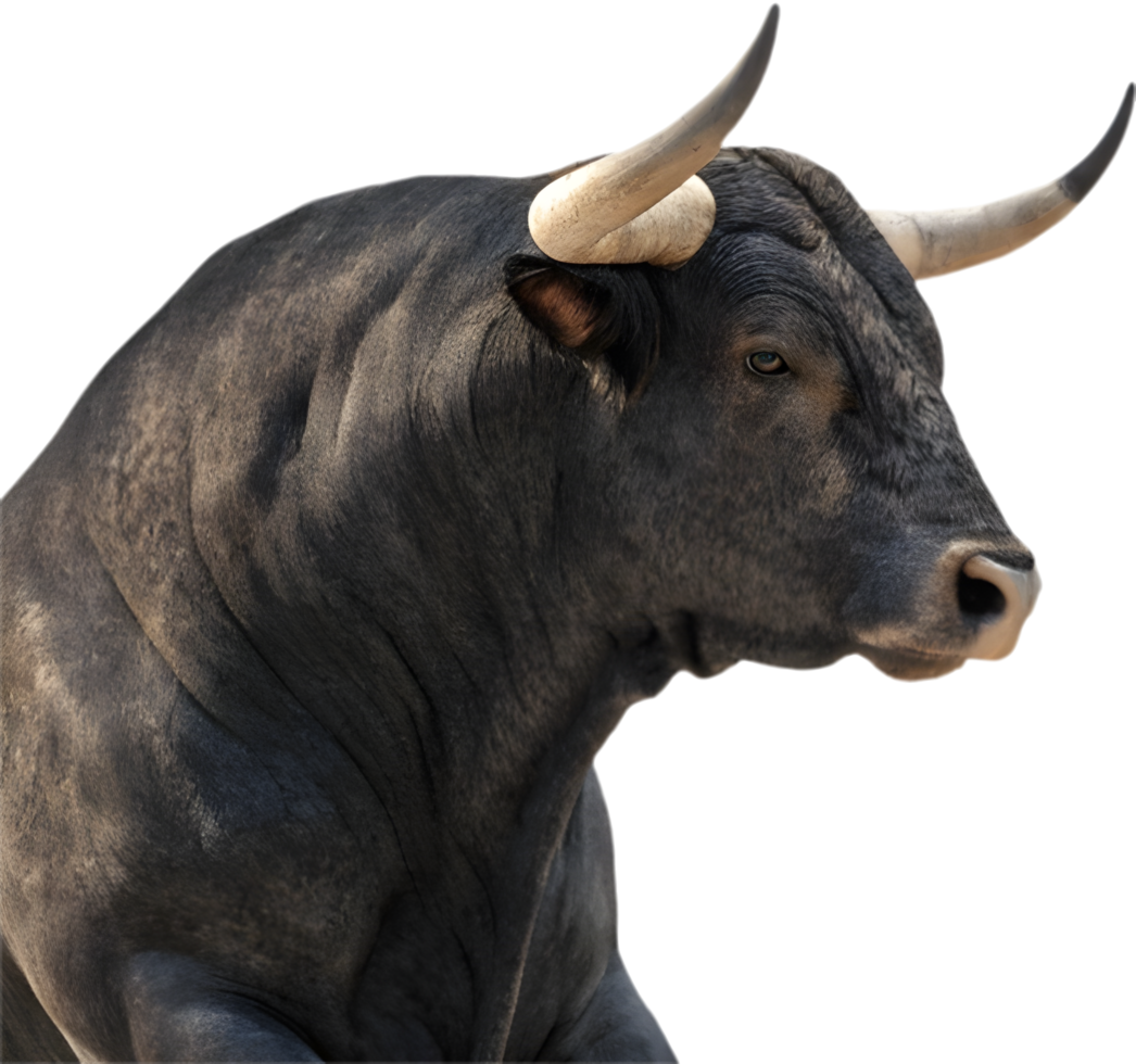 Spanish bull breed with fearless and elegant natural pose. . png