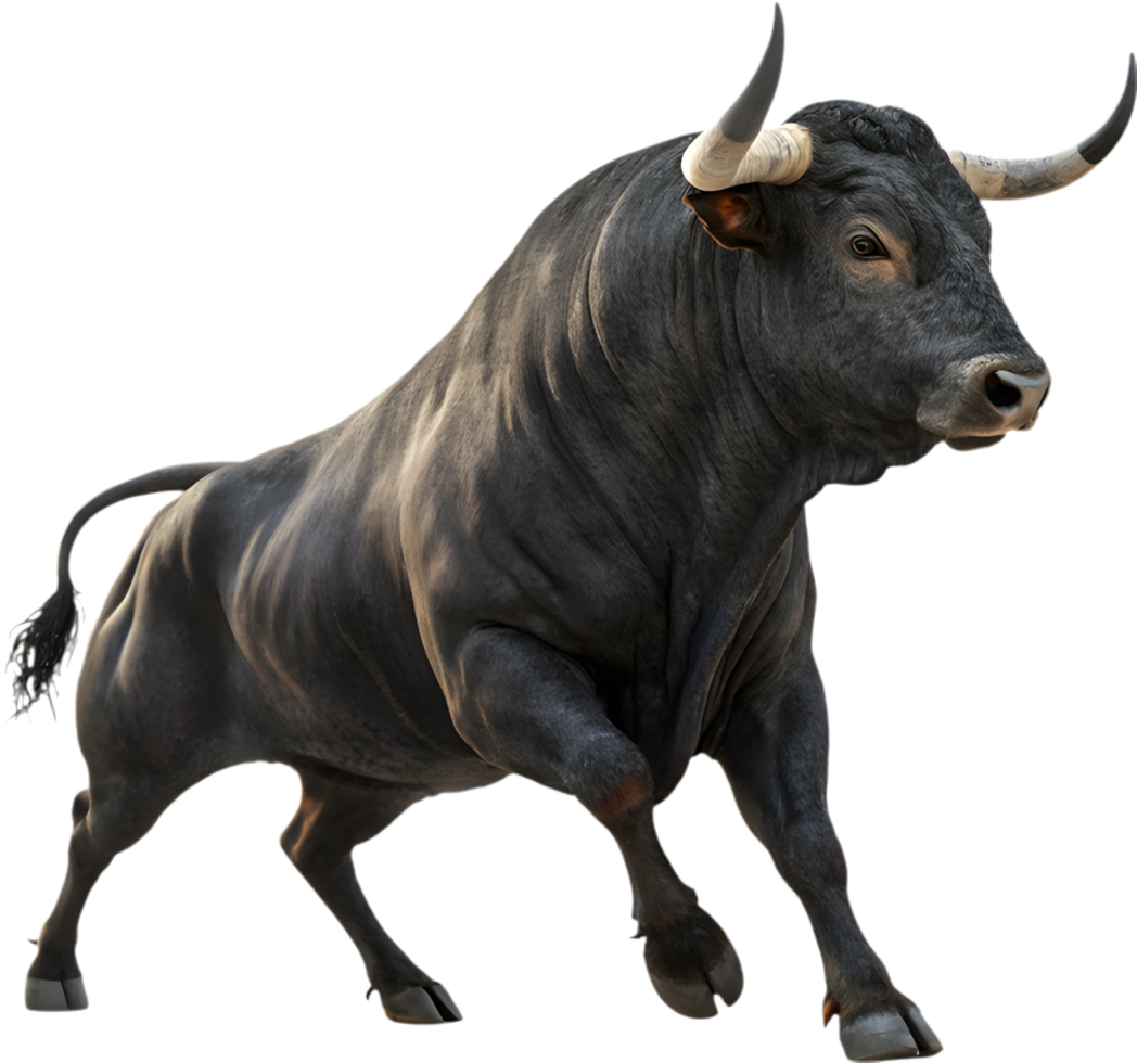 Toro bravo in bold stance exuding fierce fighting spirit. . png