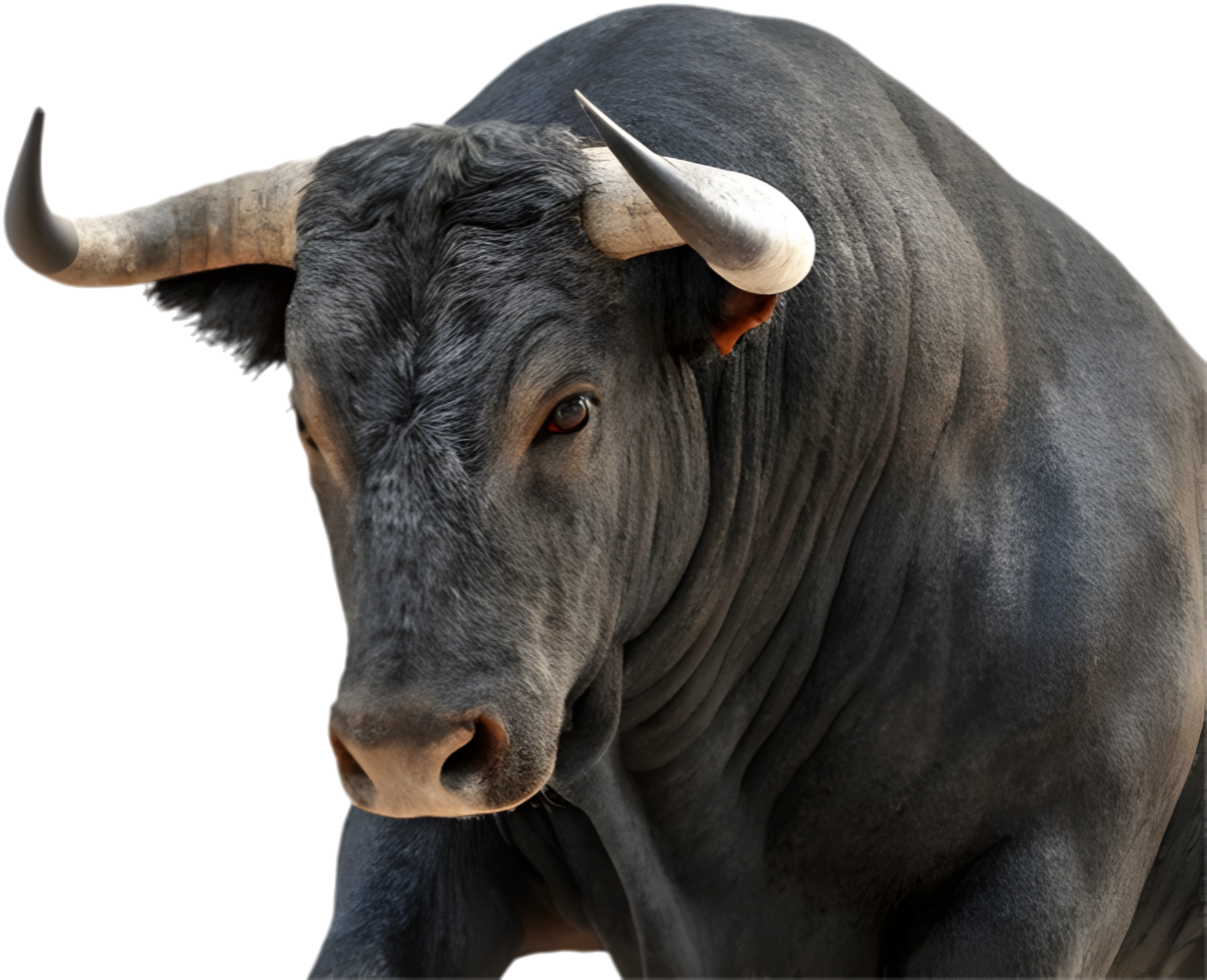 Renowned Toro bravo showcasing strength in cultural Spanish art. . png