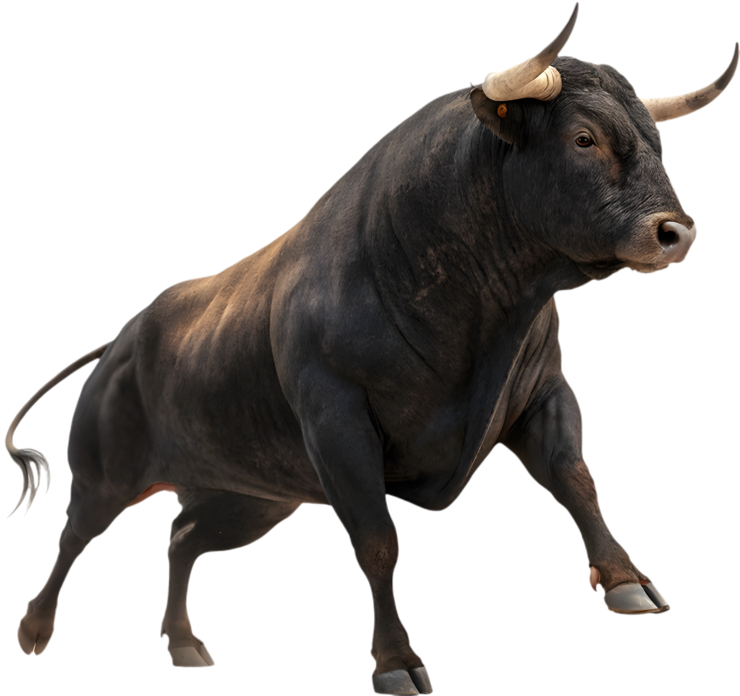Powerful fighting bull standing boldly in dramatic action. . png