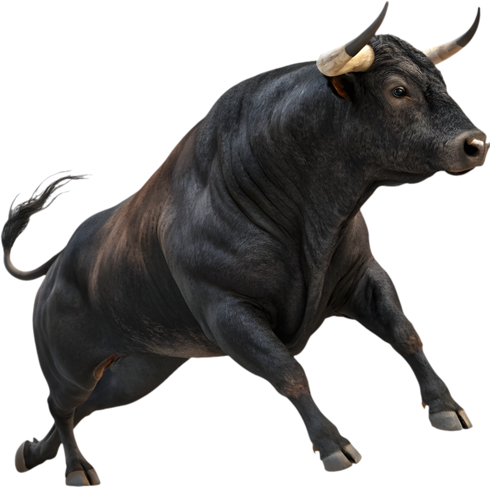 Dynamic Toro bravo in motion showcasing fighting strength. . png