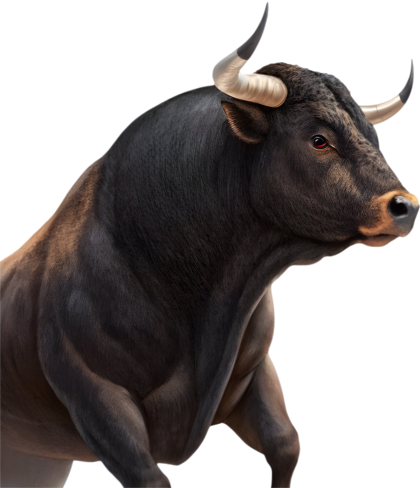 Majestic Spanish fighting bull in dynamic powerful stance. . png