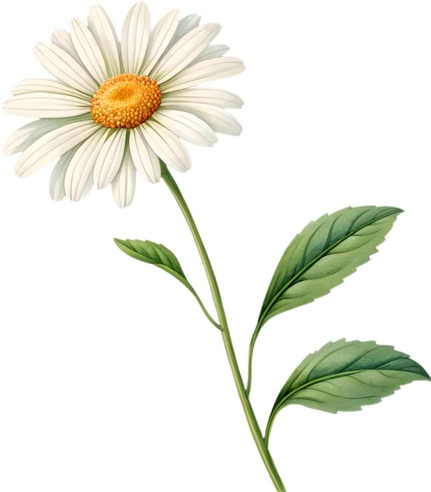 Daisy Flower Clipart with Delicate Petals Swaying in the Wind. . png