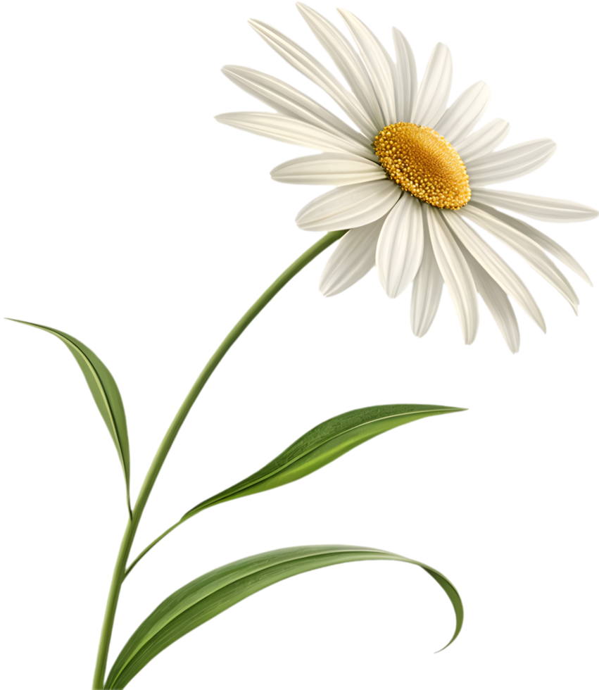 Artistic Daisy Flower Clipart with Stem and Gentle Motion. . png