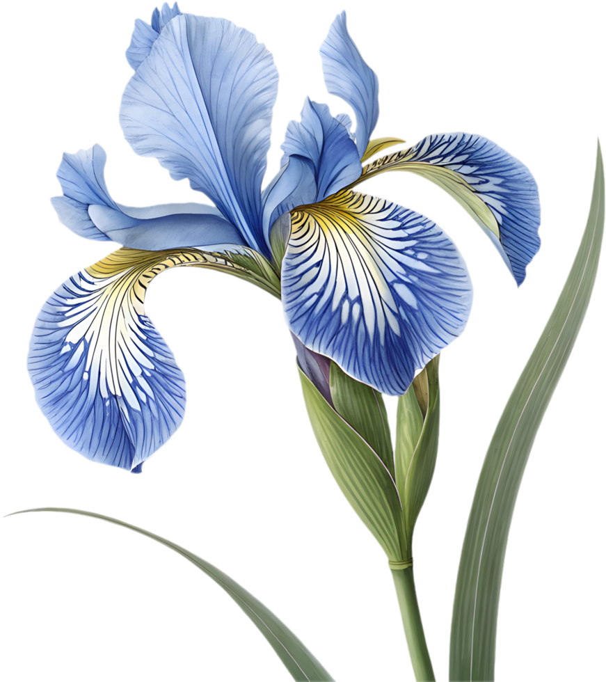 Stunning Botanical Art Of Iris Flower With Elegant Composition. . png