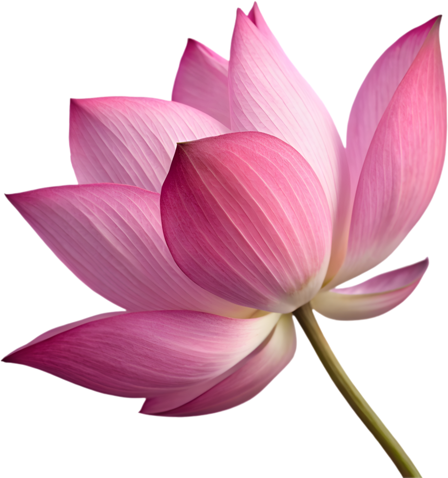 Blooming Lotus with Nature-Inspired Artistic Motions. . png
