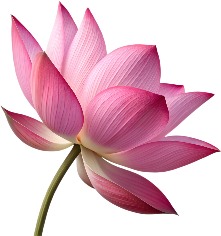 Unique Lotus Showcasing Artistic Elegance Grace. . png