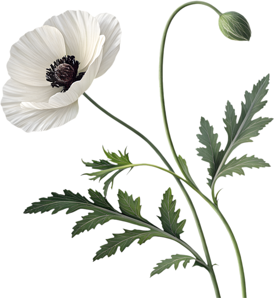 Peaceful Poppy Flower Showcasing Natures Artistic Harmony. . png