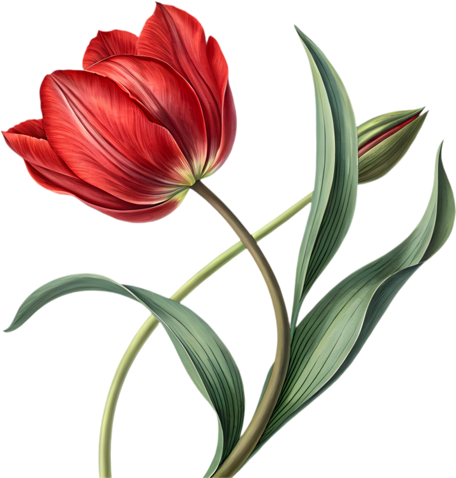 Graceful Tulip Bloom in Natures Gentle Breeze. . png