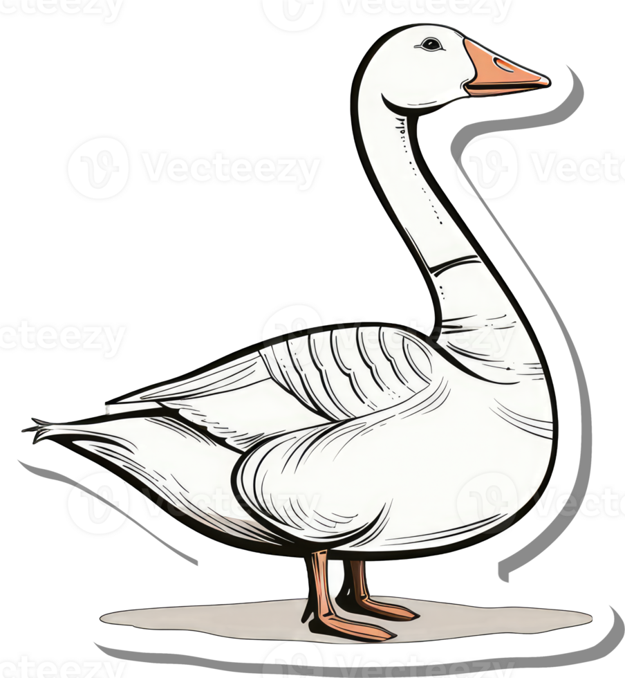 A White Goose Stands Proudly Displaying Its Graceful Form png