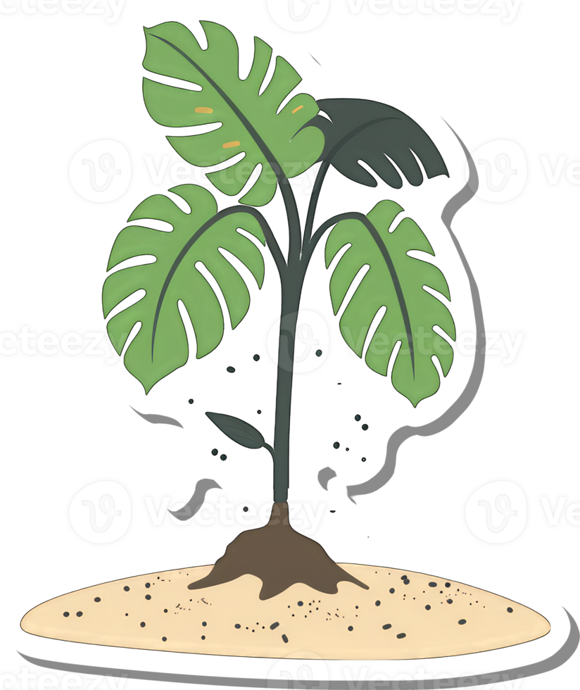 A Young Monstera Plant Growing In Sand png