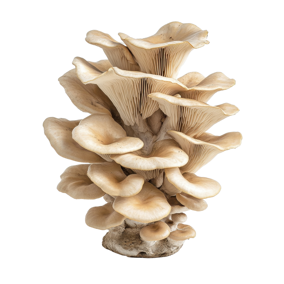 Oyster mushroom cluster displayed on a clean Transparent background showcasing its unique shape and texture, Oyster Mushroom Cluster on background png