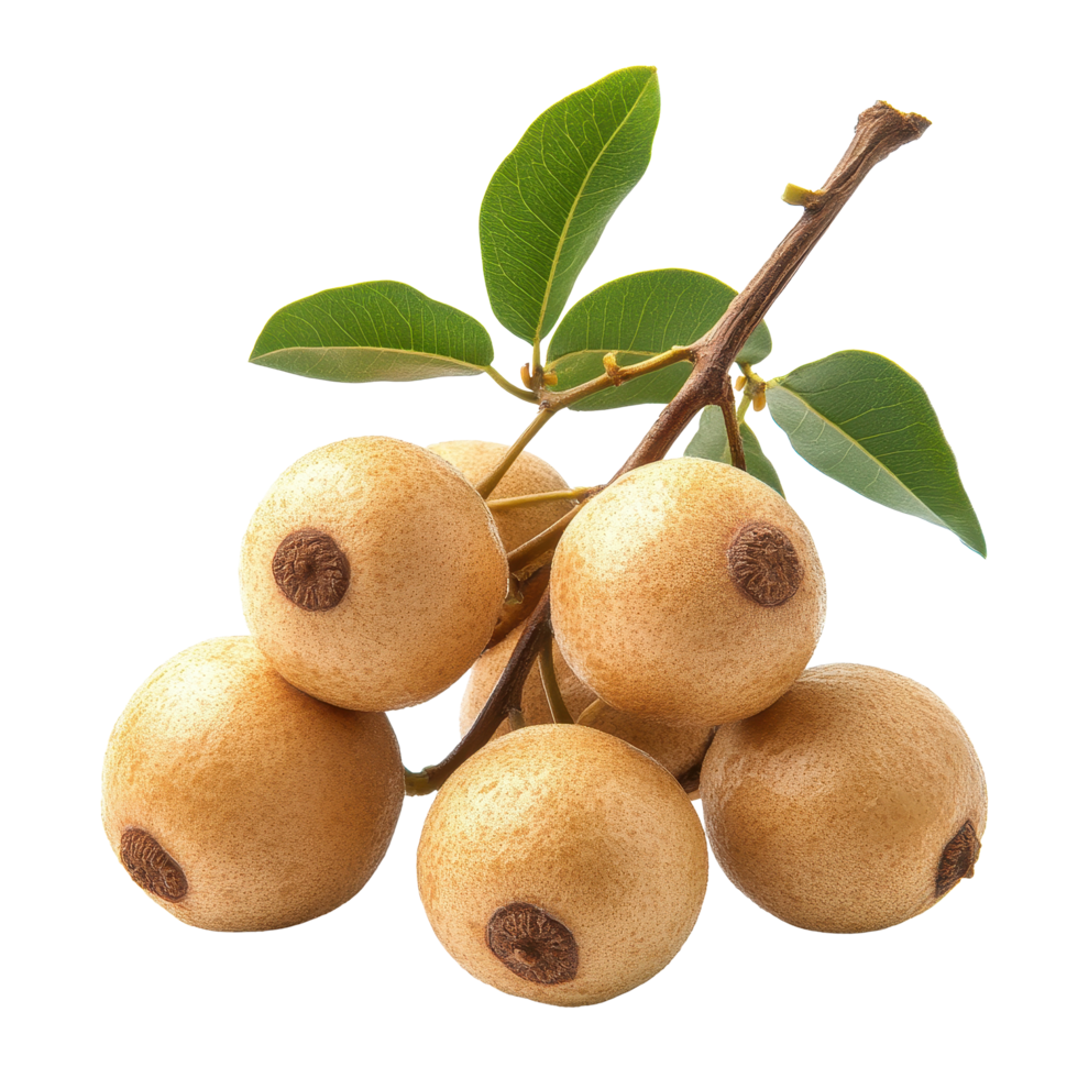Fresh longan fruit with green leaves isolated on a Transparent background, Longan isolated on background png