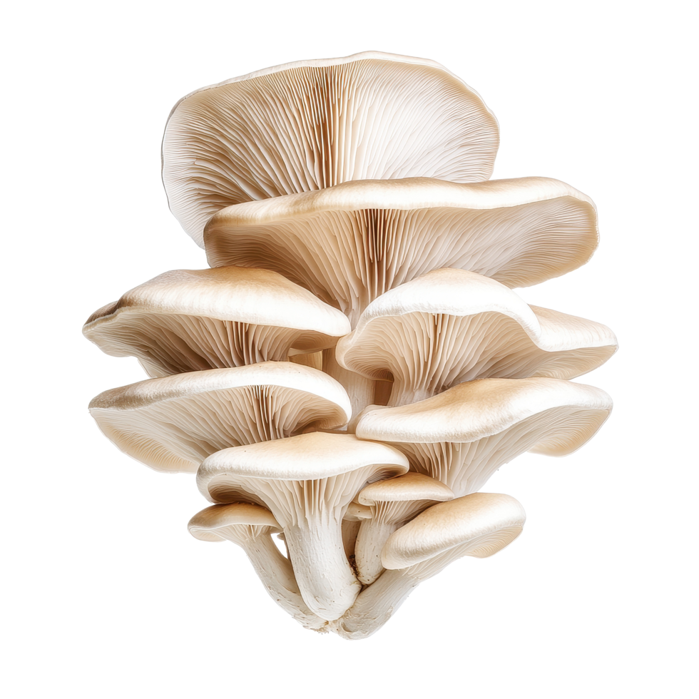 Oyster mushroom cluster showcasing delicate gills and creamy white caps on a clean background, Oyster Mushroom on Transparent background png