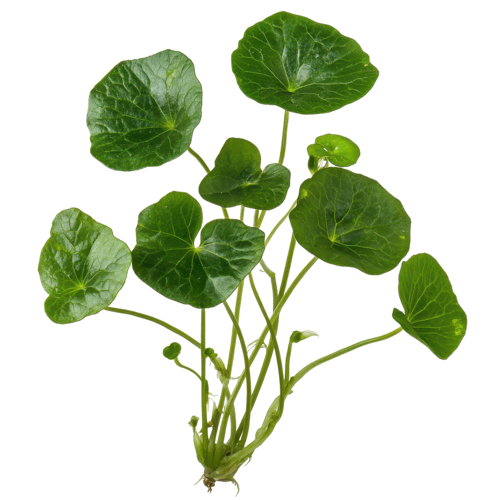 Centella asiatica with vibrant green leaves on a clean white background during daylight, Centella asiatica on white background png