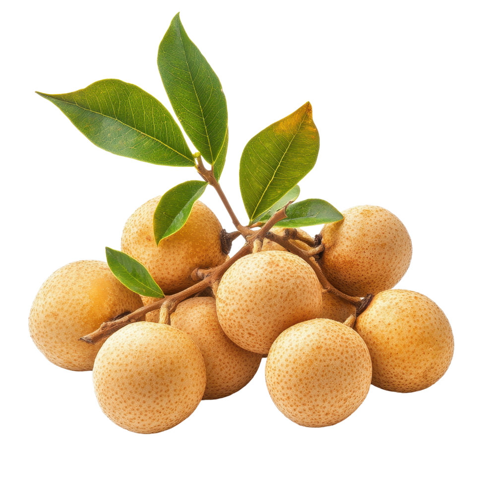 Fresh longan fruit arranged with green leaves on a clean white background, fresh longan isolated on white background png