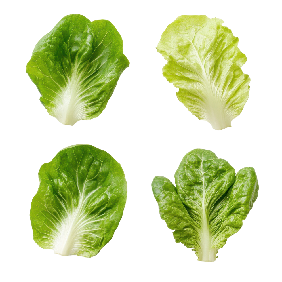 Fresh lettuce leaves displayed on a clean Transparent background for culinary inspiration and healthy eating choices, Lettuce leaves isolated on background png