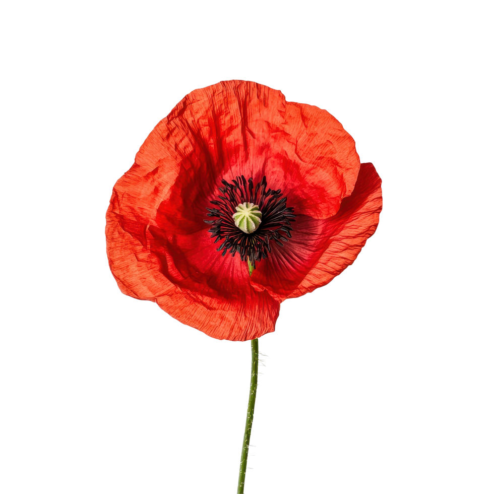 Vibrant poppy flower with delicate petals on a clean Transparent background showcasing natural beauty, cute poppy flower isolated png