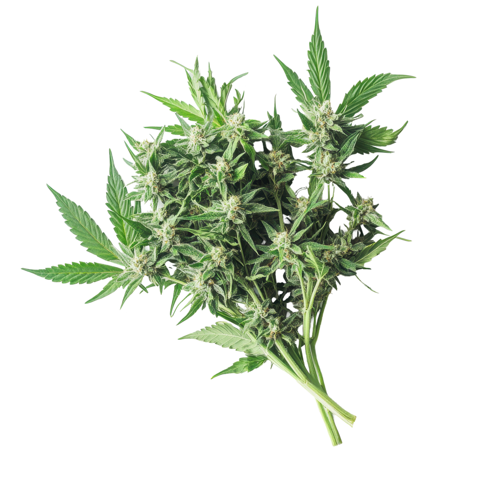 Marijuana plants displayed on a white surface showcasing natural growth and vibrant leaves, bunch marijuana plants on a white surface png