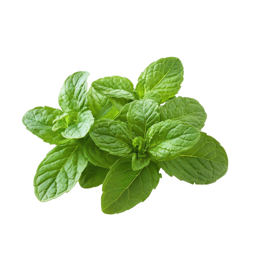 Fresh mint leaves isolated on a Transparent background ideal for culinary use and herbal remedies, mint isolated on background png