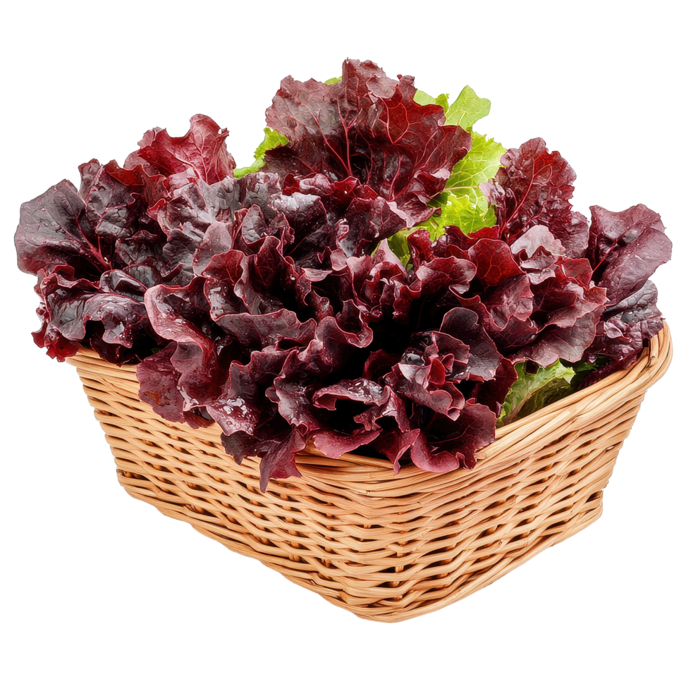 Fresh red lettuce harvested and arranged in a woven basket on a clean white background, Fresh red lettuce in the basketisolated on white background png