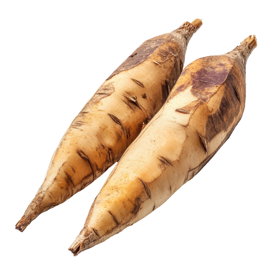 Yacon tubers isolated on a Transparent background showcasing their unique shape and texture, yacon smallanthus sonchifolius isolated on background png