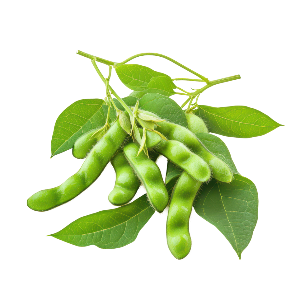 Fresh green soybeans with leaves isolated on a white background perfect for culinary use and nutrition education, green soybeansisolated on white background png