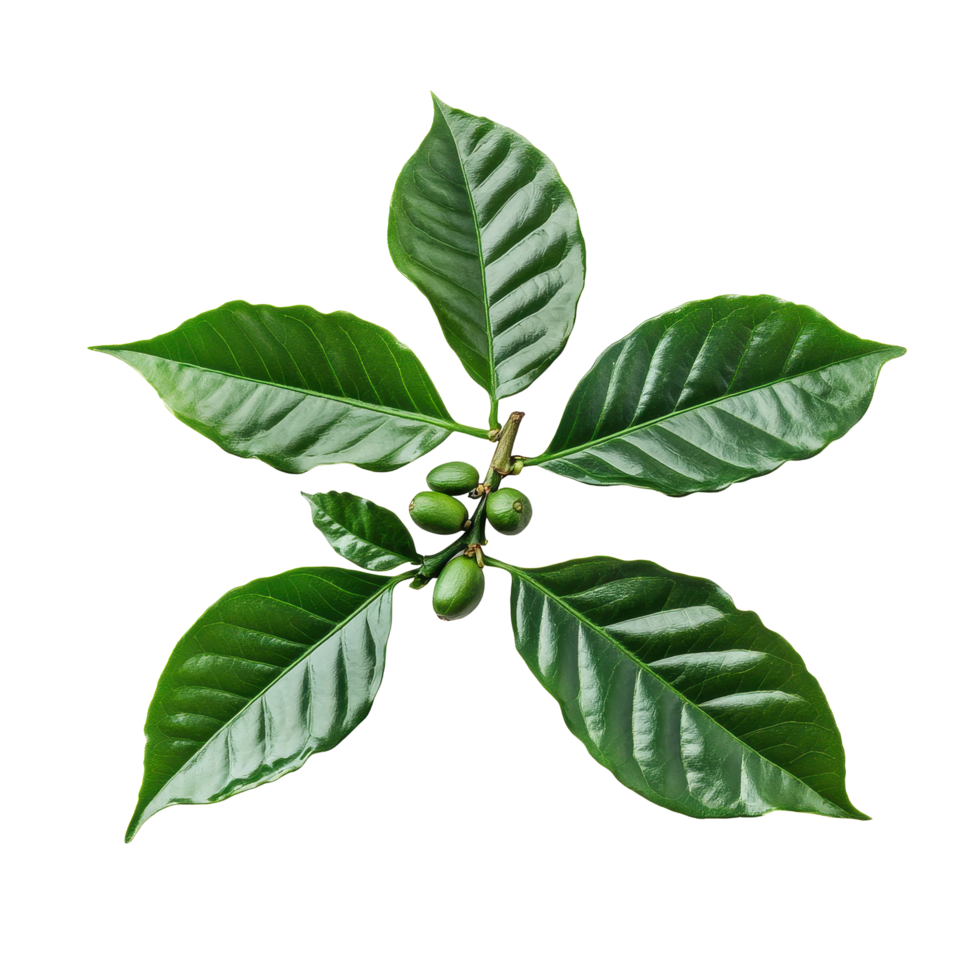 Coffee leaves on a Transparent background showcasing their vibrant green color and unique texture, Coffee leavesisolated on background png