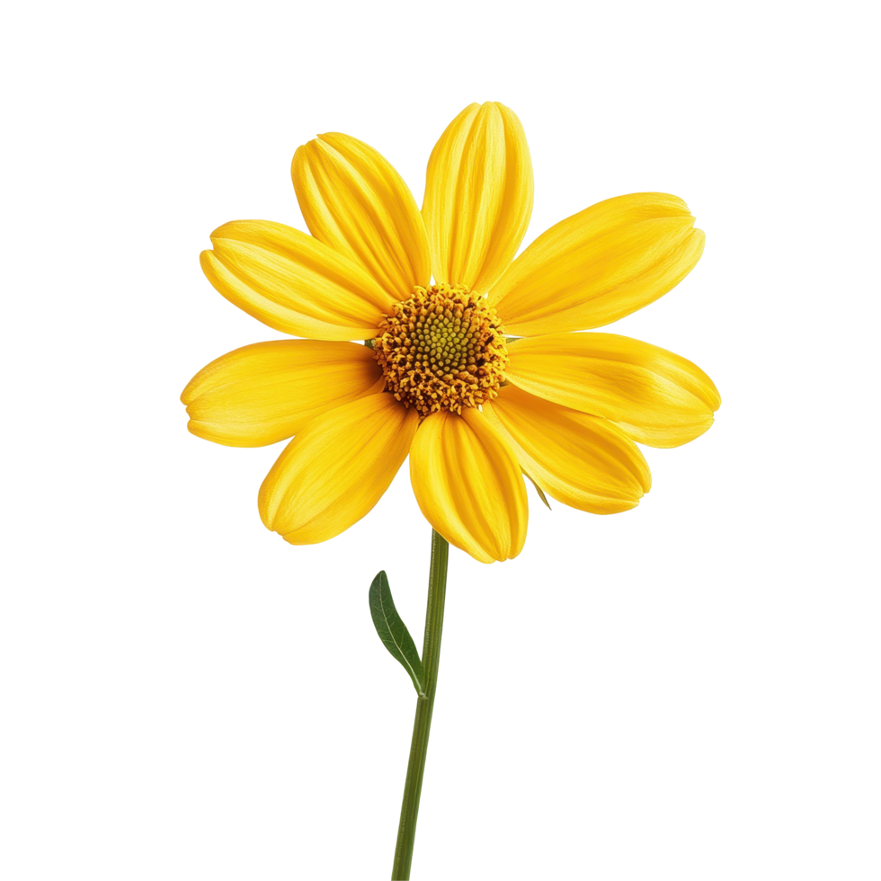 Bright yellow flower with vibrant petals on a clean Transparent background showcasing natural beauty and simplicity, cute yellow flower isolated png
