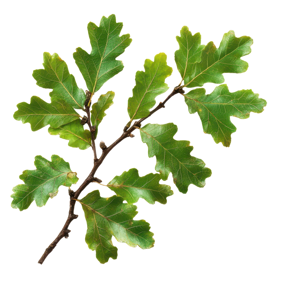 Green oak branch with vibrant leaves showcasing natural beauty for decoration or study purposes, green oak branch with leaves, file of isolated object on White background png
