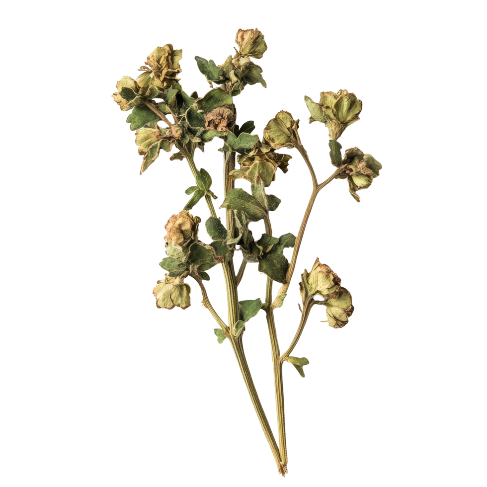 Dried parsley branches isolated against a Transparent background showcasing natural herbs, dried parsleyisolated on background png