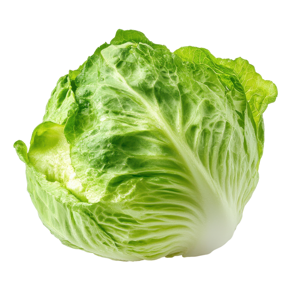 Fresh iceberg lettuce on a white background showcasing vibrant green leaves and crisp texture, Iceberg Lettuce on white background png