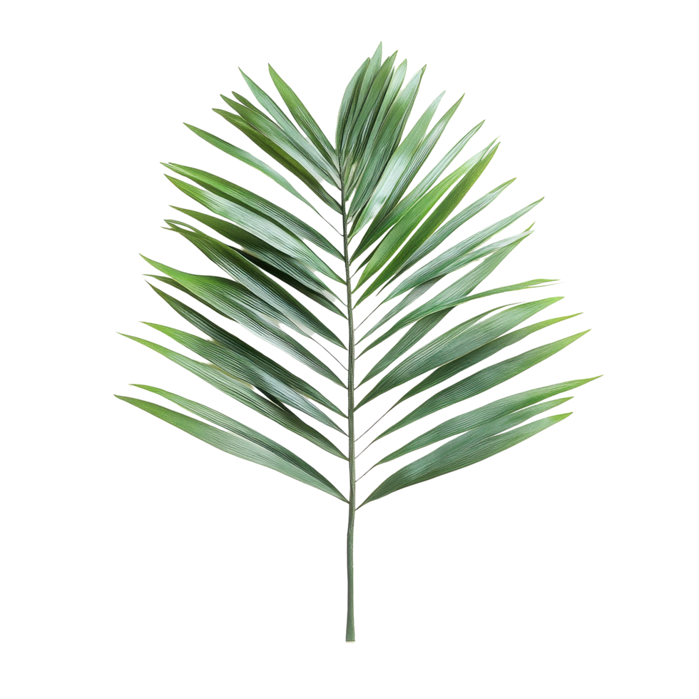 Closeup view of isolated palm leaves on a Transparent background highlighting tropical foliage, Closeup view palm leaves isolated on background png