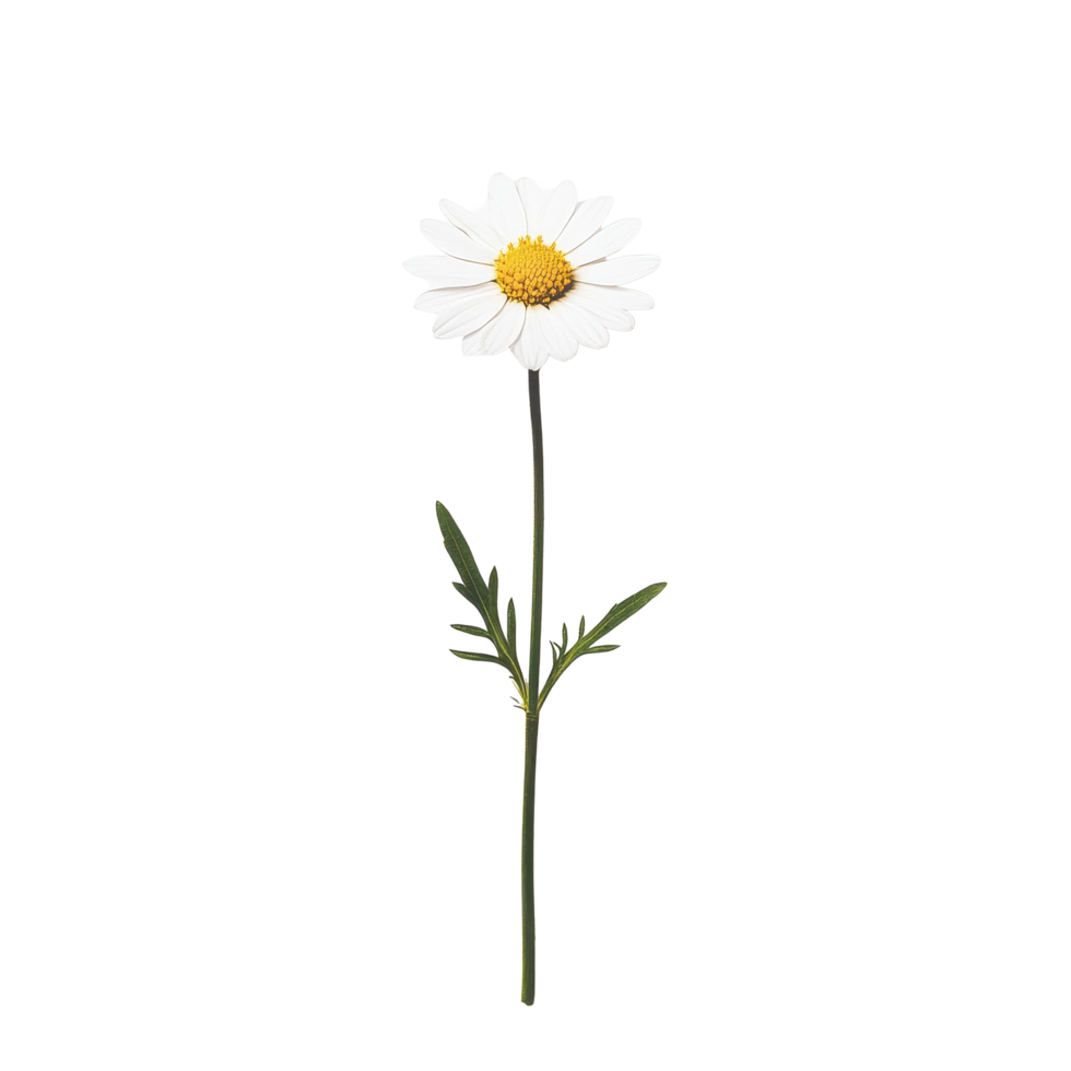 Single daisy flower on a Transparent background highlighting its natural beauty and simplicity, Single Daisy Flower Isolated on background png