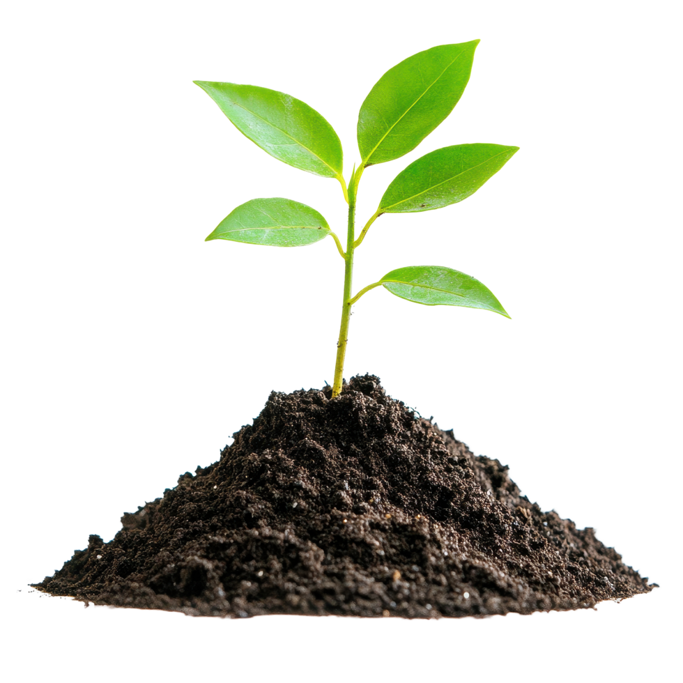 Small green plant growing out of a mound of dark soil against a Transparent background, small plant growing out a pile dirt, background png