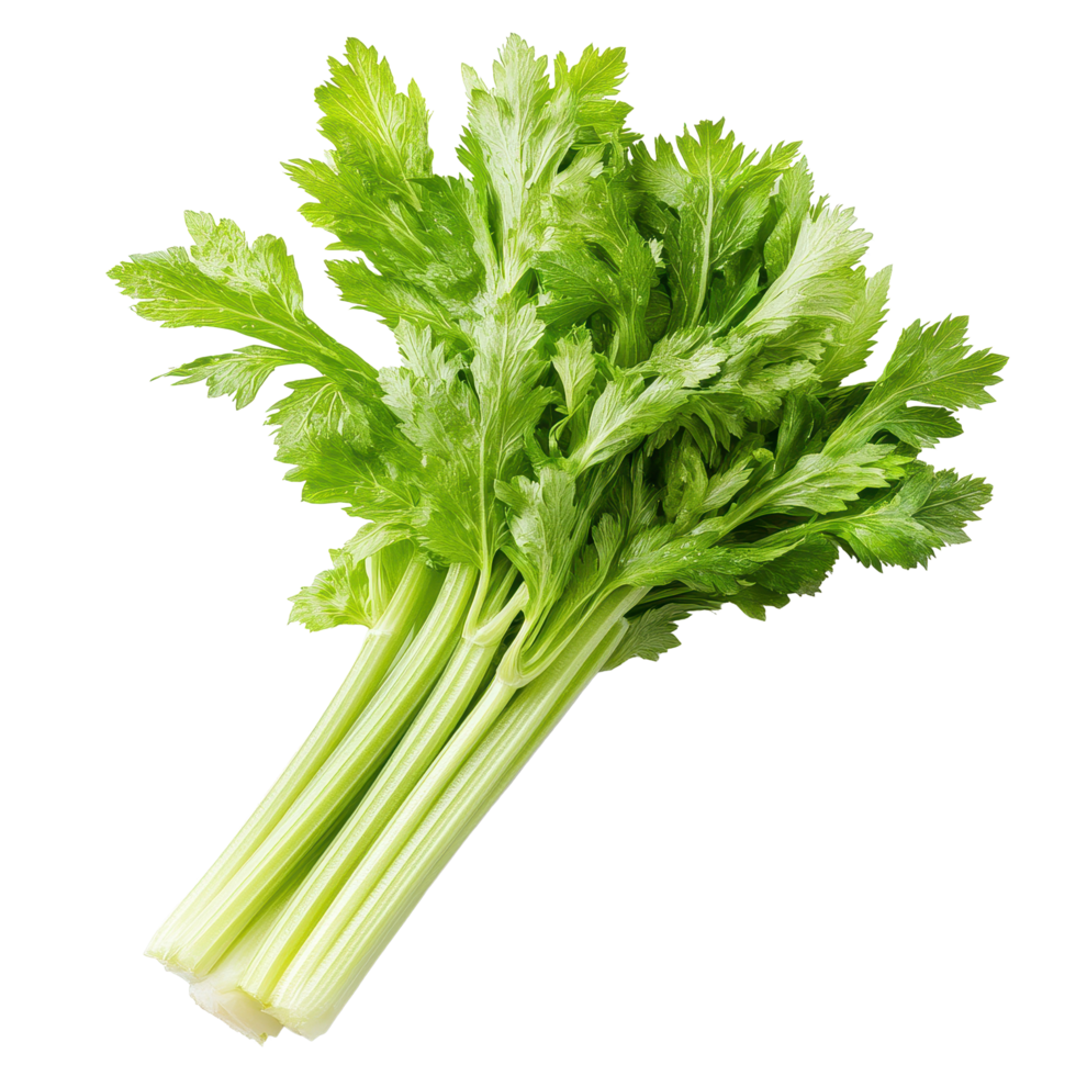 Fresh green celery bunch seen from above on a Transparent background, Top view of celery isolated on background png