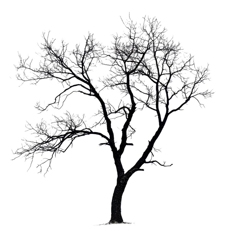 Silhouette of a dry tree with intricate branches against a bright Transparent background, silhouette dry tree on background png