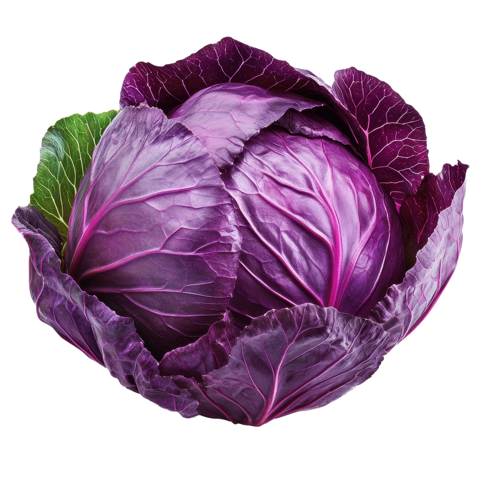 Red cabbage with vibrant leaves isolated on a Transparent background for culinary and health focused use, Red cabbage with leaf isolated on background png