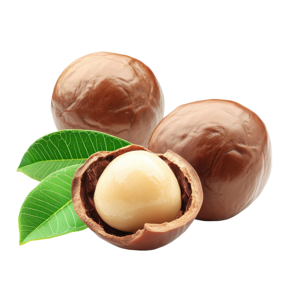 Enjoying macadamia nuts with fresh green leaves on a clean Transparent background for culinary and health uses, macadamia nuts with leafisolated on background png
