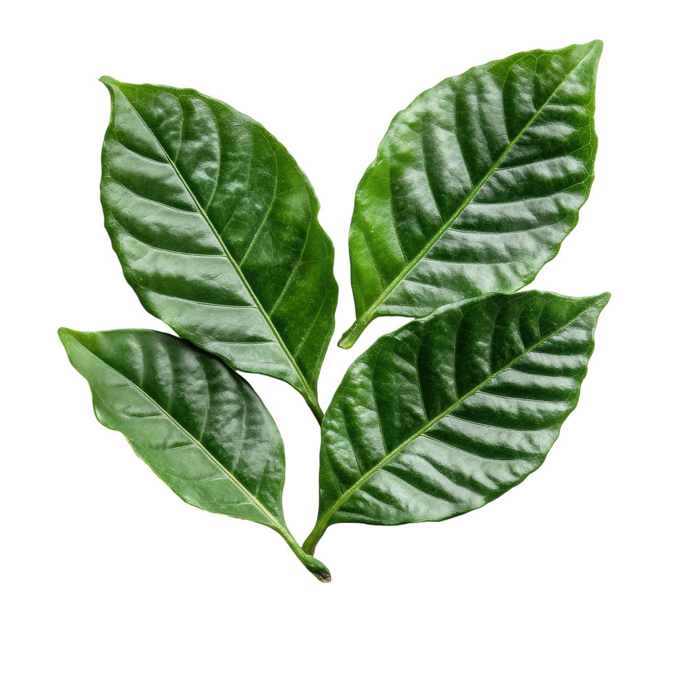 Fresh coffee leaves isolated on a Transparent background for natural product display or botanical study, coffee leaves isolated on background png