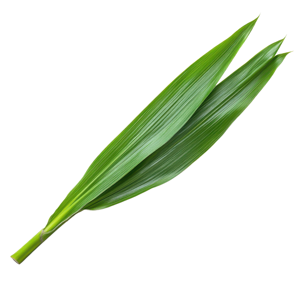Fresh pandan leaf isolated on Transparent background showcasing its vibrant green color and unique texture, pandan leaf isolated on background png