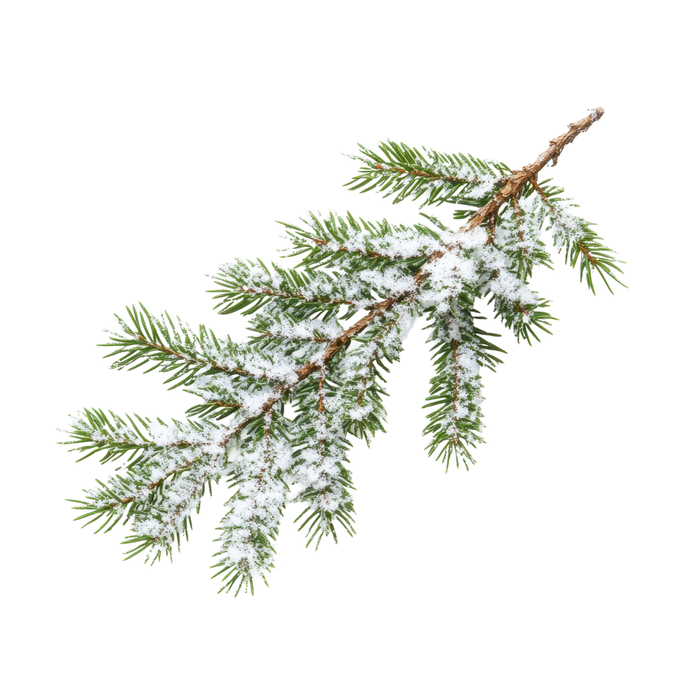 Snow covered Christmas tree branch isolated on white background during winter season, Christmas tree branch with snow isolated on white background png