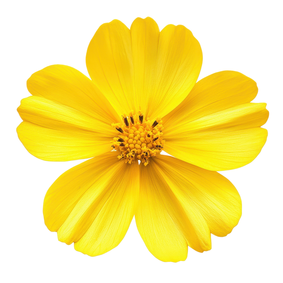 Bright yellow flower with delicate petals isolated on Transparent background, Isolated image yellow flowers on background png