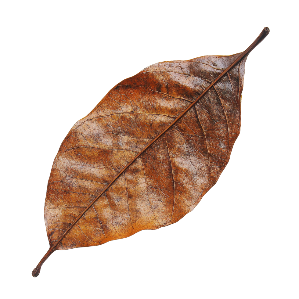 Dry leaf isolated on Transparent background showcasing intricate textures and natural colors, Dry leaf isolated on background png