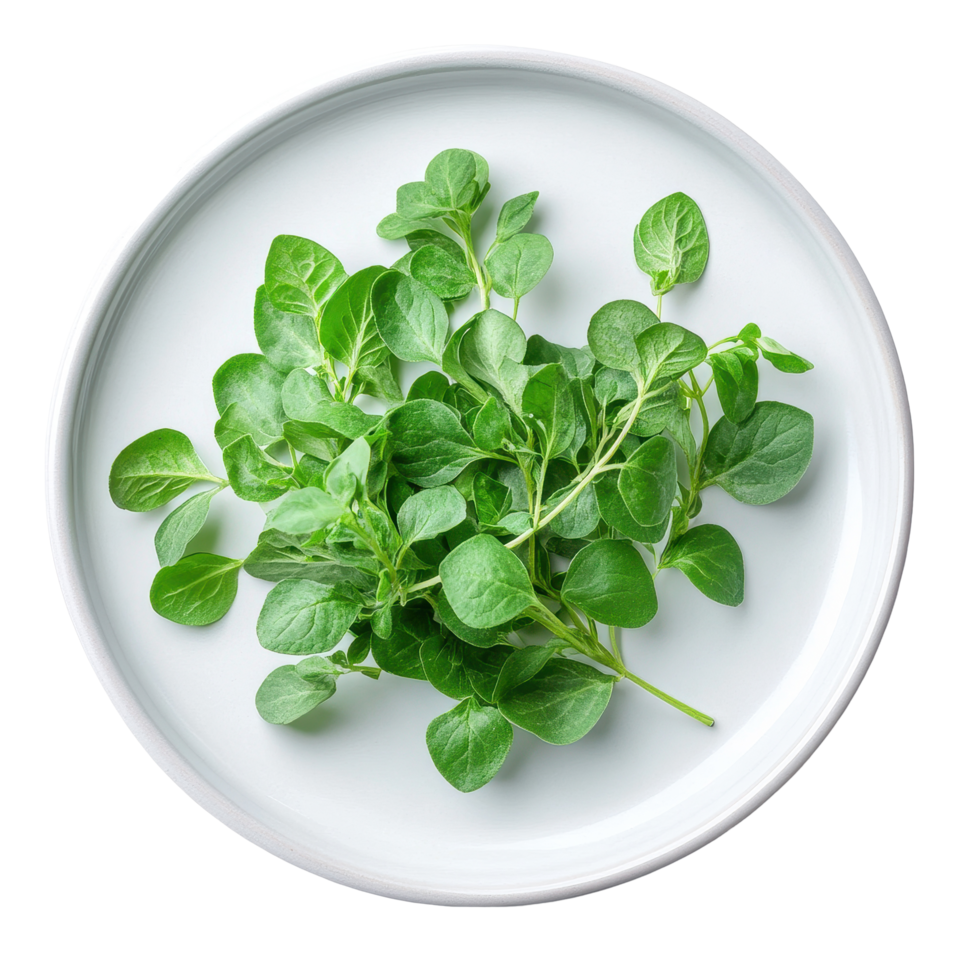 Fresh Tinospora cordifolia herb in a white plate on a clean surface, Tinospora cordifolia herb in plate isolated on Transparent background png