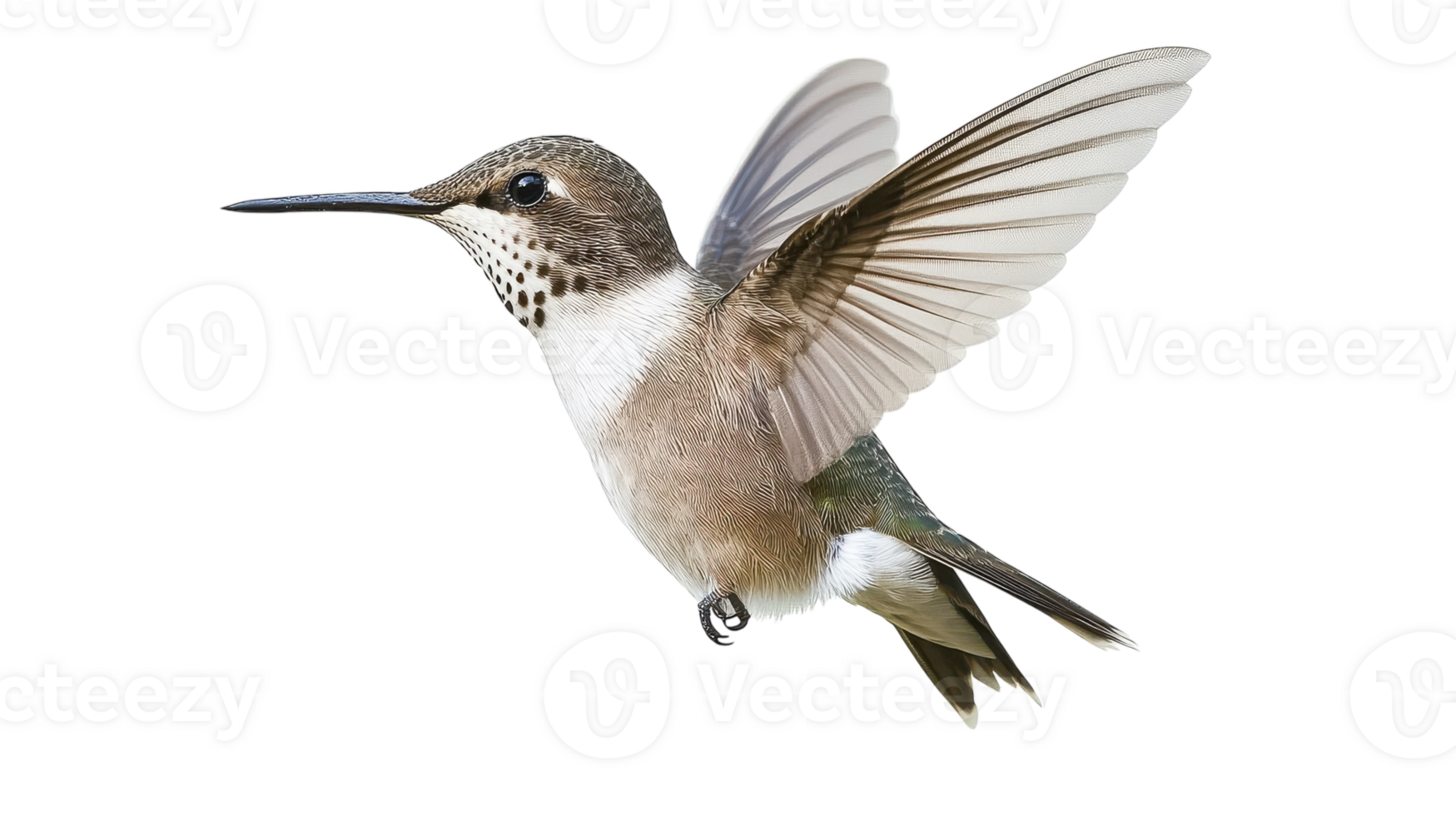 A hummingbird in mid-flight displaying vibrant feathers against a transparent background. png
